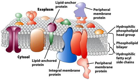 Membrane Protein Identification